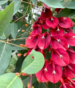 鸡冠刺桐是什么花