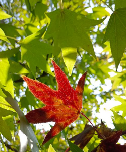 枫叶与什么植物搭
