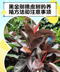 橡树花卉怎么养殖