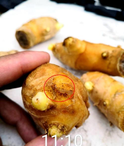 家庭养花用生根粉