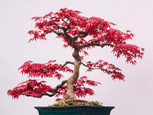 红枫什么时候追肥