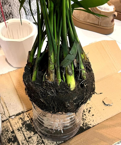 家庭养花用生根粉