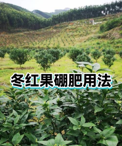 东红果上什么肥