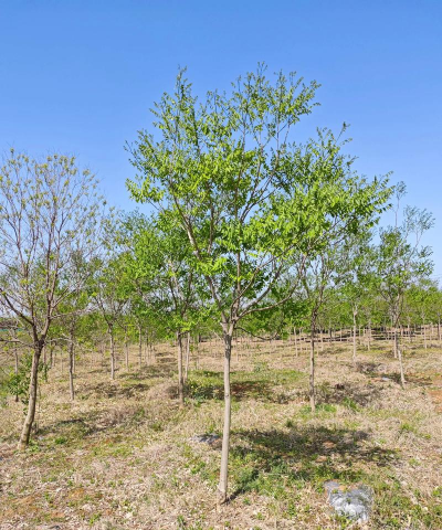 无患子种植栽培