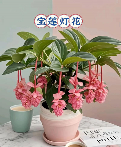 灯花长什么样子