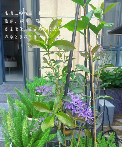 家庭养花用生根粉