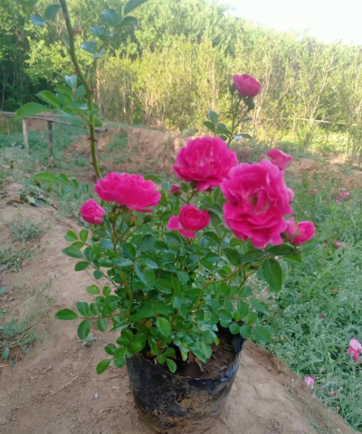 家庭养花用生根粉