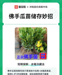 贮藏小苗应注意什么