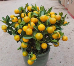 橘子盆栽是什么橘子