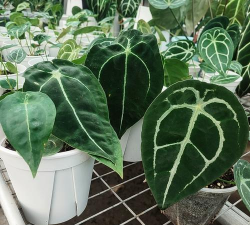 天南星科,花烛属 天南星科,花烛属