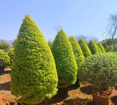 苗圃里能发展什么