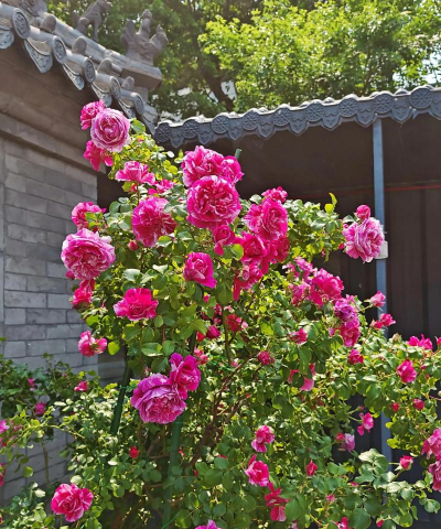 家庭养花用生根粉