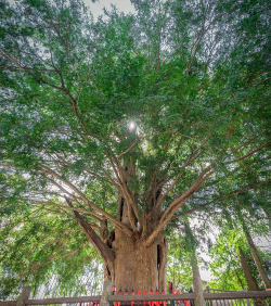 淮南种植什么树合适