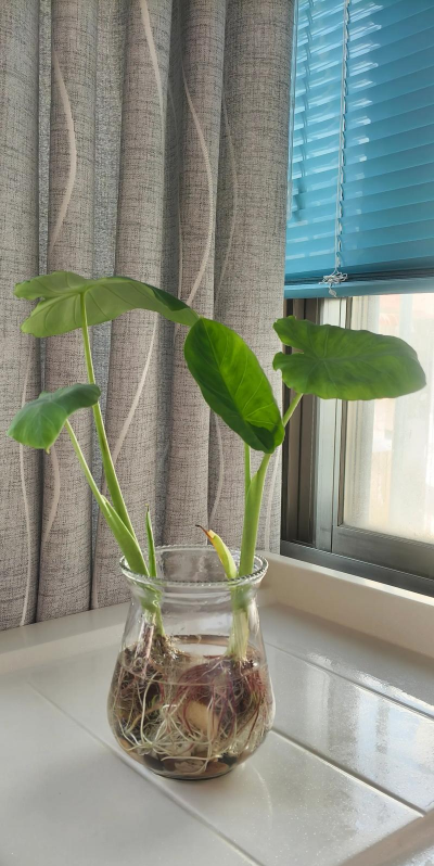 阳台芋头怎么种