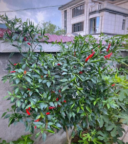 辣椒树是什么品种