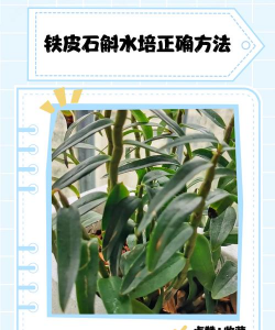 铁皮石斛怎么开