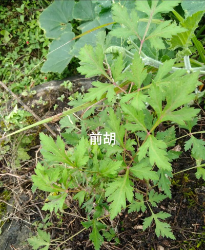 前胡枯死什么原因