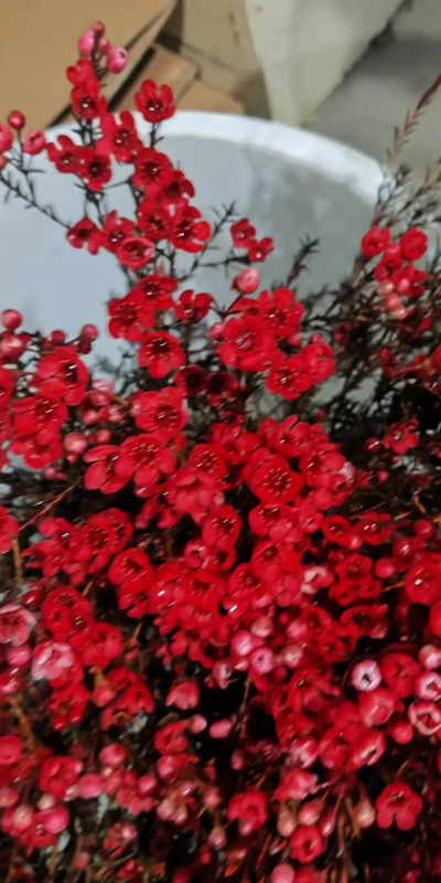 欧洲腊梅怎么打顶