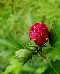 重瓣木槿什么科