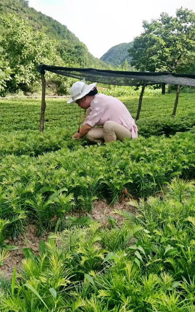 家庭养花用生根粉