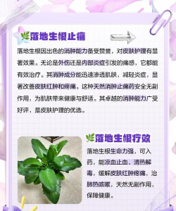 家庭养花用生根粉