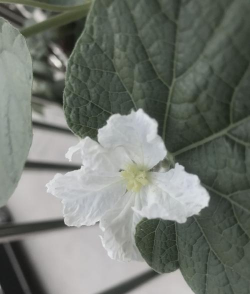 家种葫芦怎么授粉