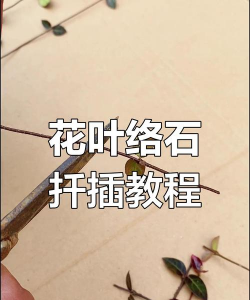 家庭养花用生根粉