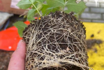 家庭养花用生根粉