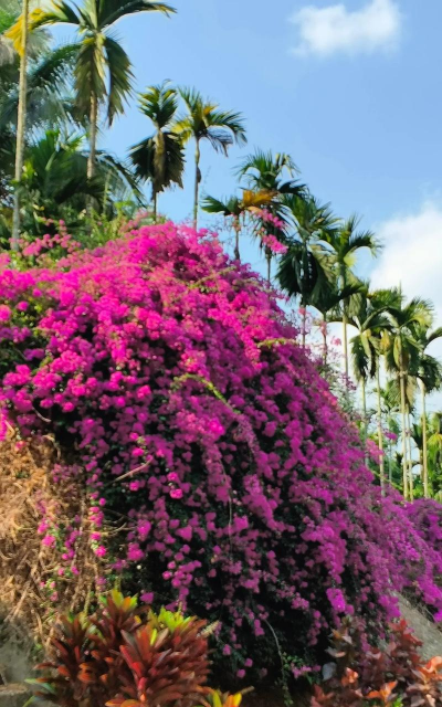 海南的市花是什么