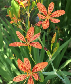 射干植物什么样子