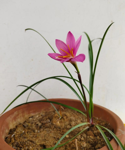 风雨兰什么季节种