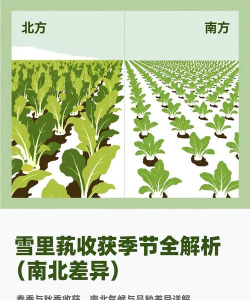 雪里蕻什么季节