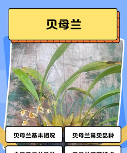 贝母兰怎么养护