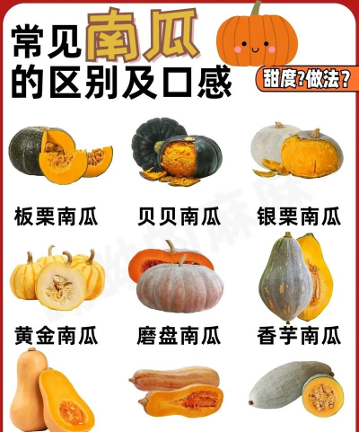 南瓜属于什么类型的