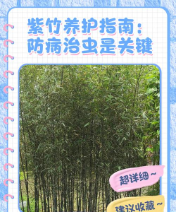 紫竹夏天怎么浇水