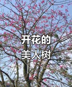 青皮木棉开什么花