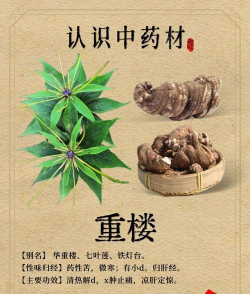 重楼的药性是什么