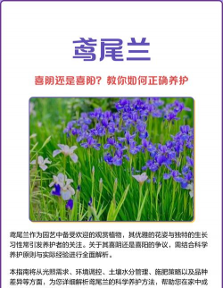 鸢尾兰怎么养护