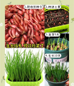 葱花头怎么种植 葱花头怎么种植