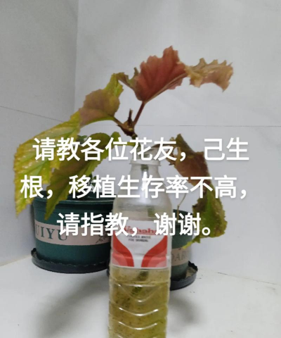 家庭养花用生根粉