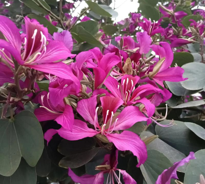 广东紫荆什么时开花