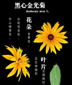 黑心菊什么季节开花