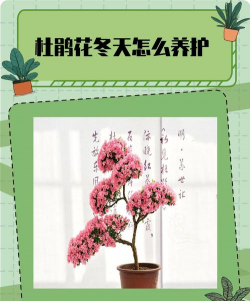 杜鹃冬天怎么保湿