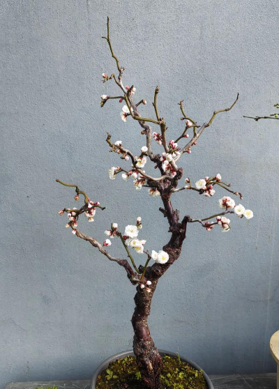 龙游梅怎么繁殖