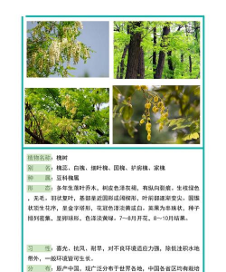 槐尺蠖用什么药