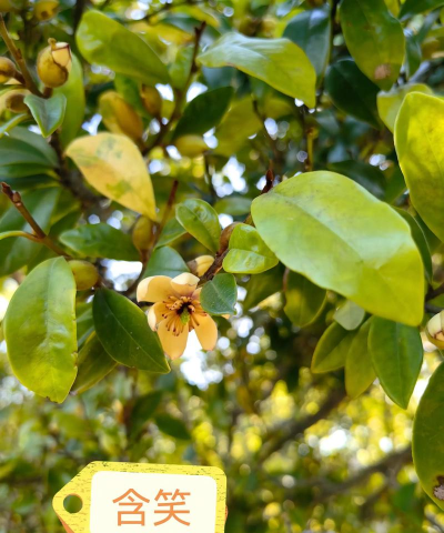 含笑什么时候种