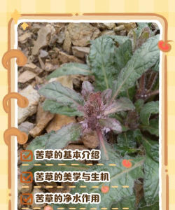 苦菜根能掺土里养花吗