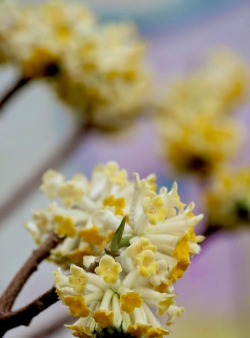 结香花什么时开