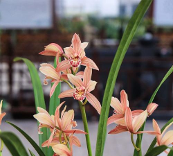 建兰红霞怎么养