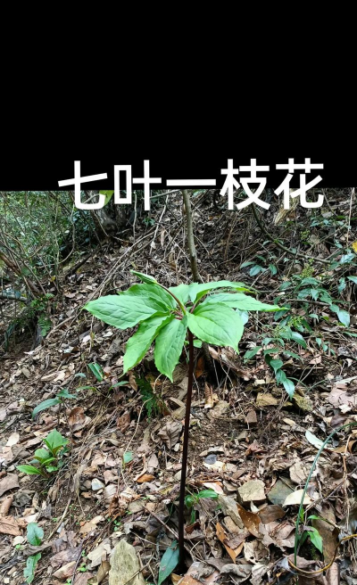 重楼花怎么吃